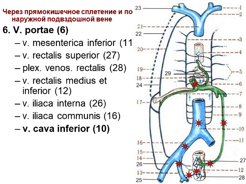 17 Через прямокишечное сплетение и по наружной подвздошной вене 6. V. portae (6) v.